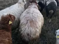 Խոյ, Blackheaded Persian sheep — լուսանկար 4