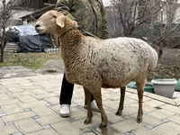 نعجة, Arashan sheep — الصورة 1