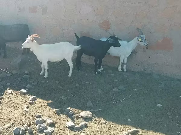 Էգ այծ, Այծեր