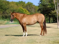 Stute, Quarter Horse — Foto 2