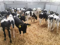 Կով, Russian Black pied cattle — լուսանկար 5