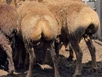 Խոյ, Arashan sheep — լուսանկար 4