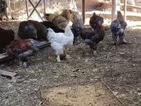 Brahma — Foto 2