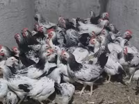Chickens — լուսանկար 2