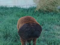 Кочкор, Кашкай койу — сүрөт 3