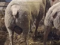 Қошқар, Charollais sheep — 2-сурет