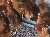 Chickens — foto 4