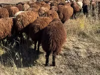 Ոչխար, Ոչխարներ — լուսանկար 3