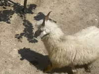 Էգ այծ, Angora goats — լուսանկար 1