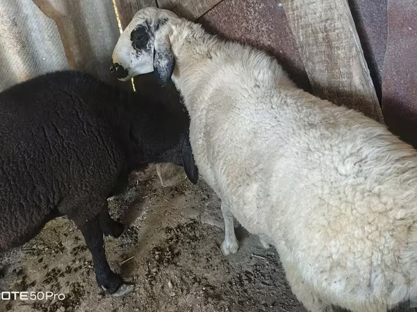 मेढ़ा, भेड़