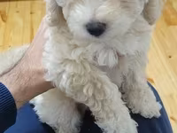 Maltipoo balaları – mini ölçülü, hipoallergen, tüksüz tökülməyə meylli — photo 1