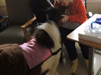 母马, Miniature horse — 照片 8