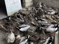 मुलार्ड — फ़ोटो 1
