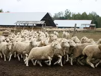 Widder, Suffolk sheep — Foto 2
