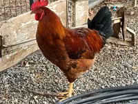 Chickens — Foto 5
