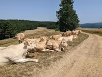 Kuh, Blonde d’Aquitane cattle — Foto 3