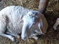 Խոյ, Awassi sheep — լուսանկար 4
