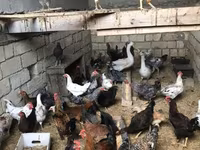 Chickens — Foto 1