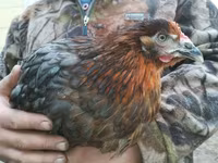 Դոմինանտ — լուսանկար 2