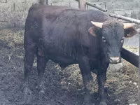 Bulle, Simmental cattle — Foto 4