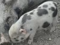 Қабан, Гёттингенский минипиг — 4-сурет