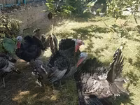 Turkeys — foto 3