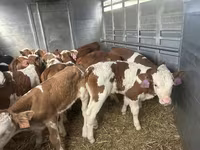 Bulle, Simmental cattle — Foto 3