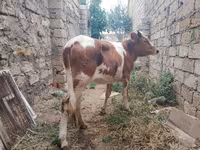 Kuh, Simmental cattle — Foto 2