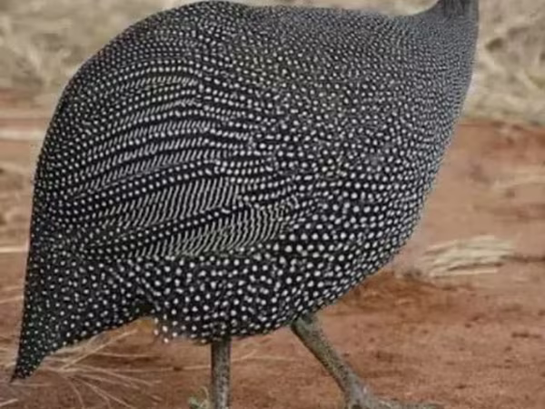 Guinea fowl — Armenia