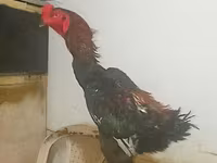 Gallinas Shamo — foto 6