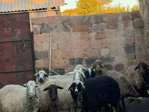 Ոչխար, Ոչխարներ