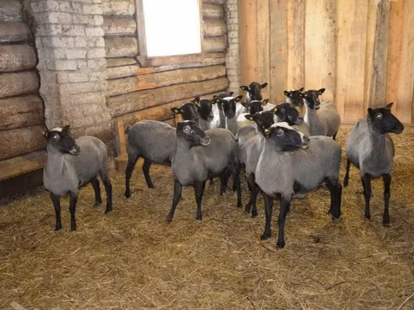 Carnero, Romanov sheep