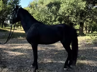 घोड़े (लॉट, लिंग निर्दिष्ट नहीं), American shetland pony — फ़ोटो 7