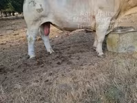 ثور, Charolais cattle — الصورة 2