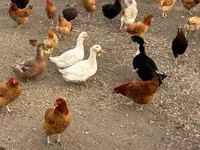 Chickens — photo 1