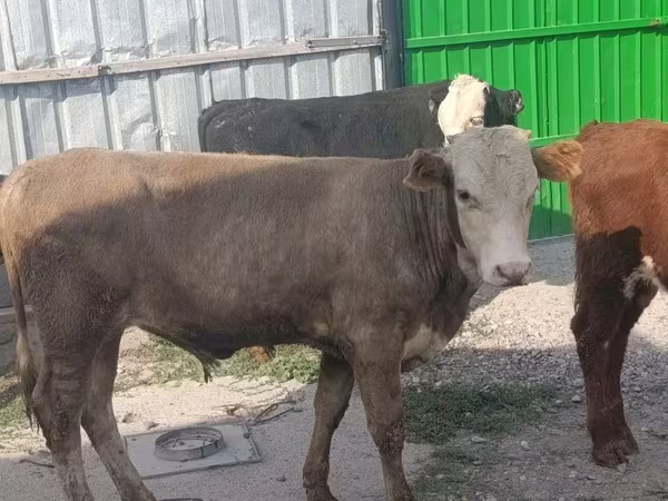 ثور, الماشية
