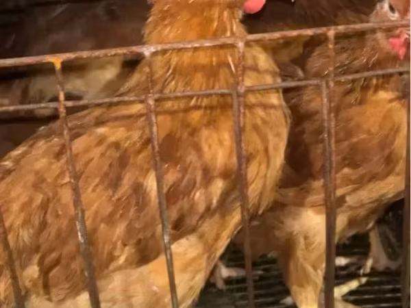 Chickens — Հայաստան