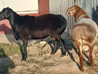 Қошқар, Tian-Shan semifinewool sheep — 2-сурет