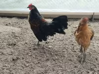 Gallina checa dorada veteada — foto 6