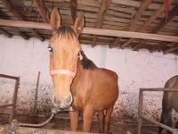 Cavalo, Manipuri pony — foto 1