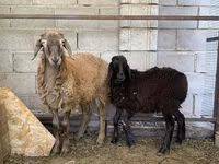 Խոյ, Small-tailed Han sheep — լուսանկար 2