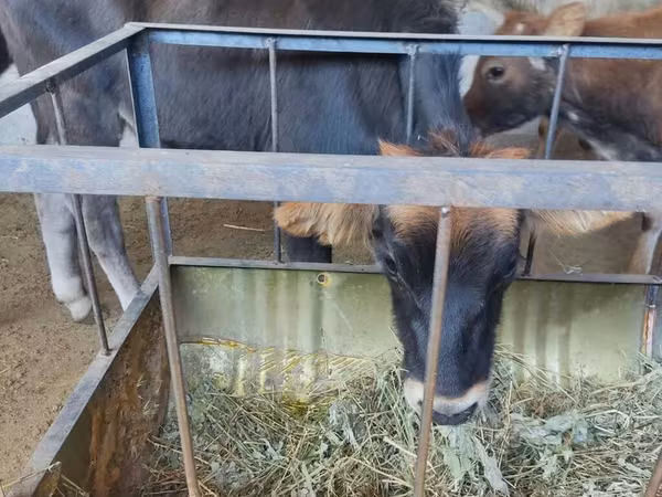 Կով, Խոշոր եղջերավոր