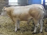 Ցուլ, Blonde d’Aquitane cattle — լուսանկար 2