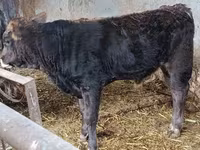 Bull, Aberdeen-Angus — photo 1
