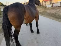 Էգ ձի, Hungarian horse breed — լուսանկար 8