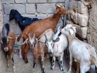 Ешкі, Alpine goat — 4-сурет