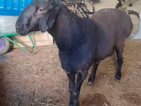Ram, Hissar sheep — photo 1