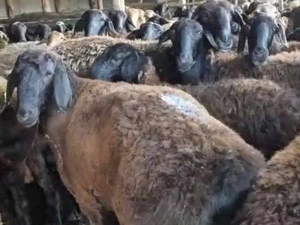Ոչխար, Ոչխարներ
