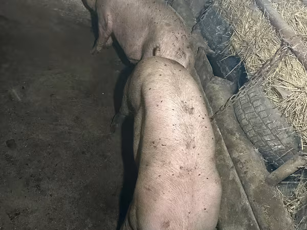 Хряк, Свиньи