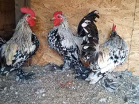 Bantam — Foto 4